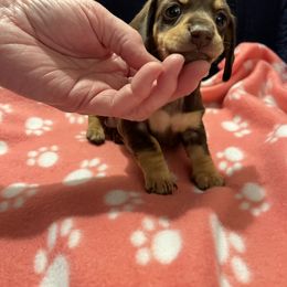 Dachshund Puppies from Winnie's Wonders