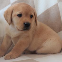 Icy - Yellow female Labrador Retriever puppy in Camden, Indiana from Camden's Caring Canines