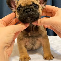 French Bulldog Puppies from Von Bales French Bulldogs