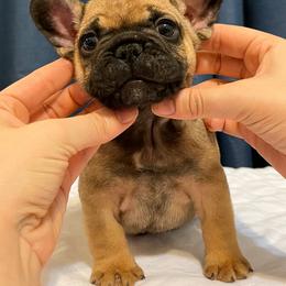 French Bulldog Puppies from Von Bales French Bulldogs