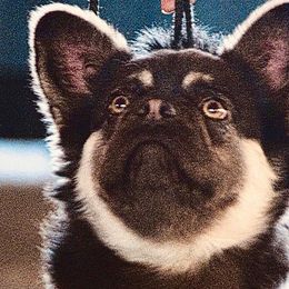 French Bulldogs from Patricia Hoinski's Fureverloved Frenchies