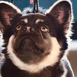 French Bulldogs from Patricia Hoinski's Fureverloved Frenchies