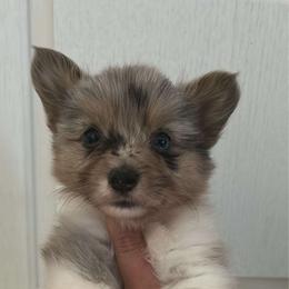 Full fluffy Bob - Blue merle and white male American Corgi puppy in Decatur, Texas from Bar S Corgis