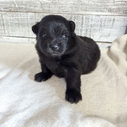 Finn - Blue male Pomeranian puppy in Oak Forest, Illinois from Illinois Poms