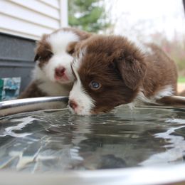 Australian Shepherd Puppies from Starlit Grove Australian Shepherds