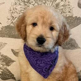 Peanut - Cream male Goldendoodle puppy in The Woodlands, Texas from Gracie's Goldendoodles and Bernedoodles