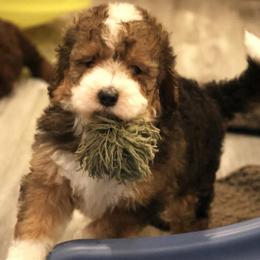 Caramella - Black tri-color female Aussiedoodle puppy in Vallejo, California from Well Rooted Doodles