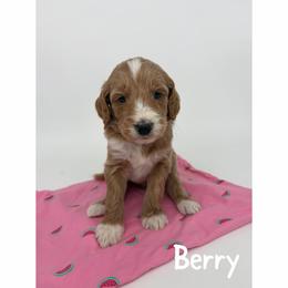 Berry - Apricot male Goldendoodle puppy in Smithfield, Kentucky from KBK9 Kennels