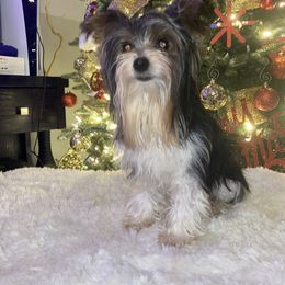 Appa - Yorkshire Terrier