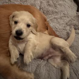 Olaf - Cream male Dachshund puppy in Summit, South Carolina from Doxies4Paws