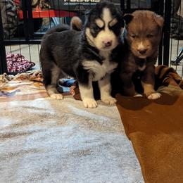 Siberian Husky Puppies from Wyant Farms