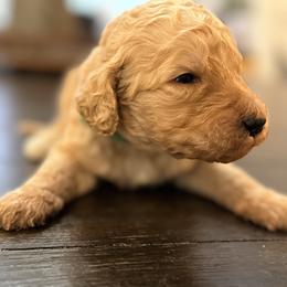 Henry - Apricot male Goldendoodle puppy in Macclenny, Florida from Baker County Goldendoodles