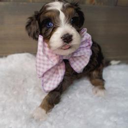 Cindy Lou - Merle female Bernedoodle puppy in Bowling Green, Ohio from Windy Creek Doodles