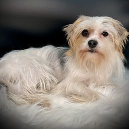 Lexi - Yorkshire Terrier