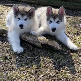 Alaskan Malamute Puppies from Sno-Ridge Alaskan Malamutes est 1972