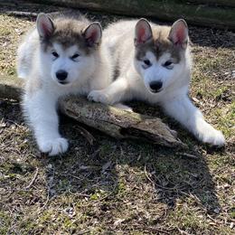 Alaskan Malamute Puppies from Sno-Ridge Alaskan Malamutes est 1972