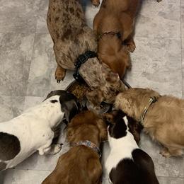 Dachshunds from Always Darling Dachshunds