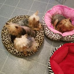 Yorkshire Terrier Puppies from Lisa Bridgewater