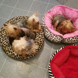 Yorkshire Terrier Puppies from Lisa Bridgewater