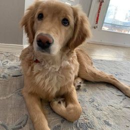 Golden Retrievers from CJ’s Golden Home