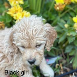 Black Girl - Cream female Goldendoodle puppy in Colorado Springs, Colorado from Pikes Peak Doodles