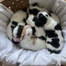 Cavalier King Charles Spaniel, Cavapoo, Maltipoo, and Poodle Puppies from Lainy's Cottage Puppies