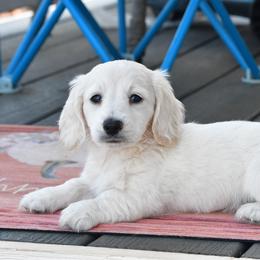 Bluey - Dachshund