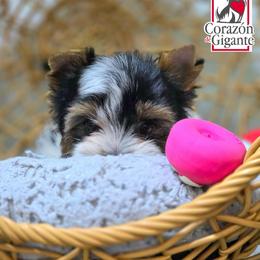 Alex - Black tan and white female Biewer Terrier puppy in California from Corazon de gigante
