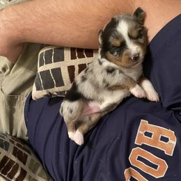 Miniature Australian Shepherd Puppies from 7UL Mini Aussies
