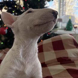 Bull Terrier Puppies from Castlerea Kennel