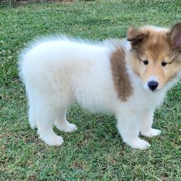 Collie Puppies from Country Haven Collies