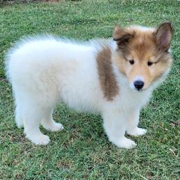 Collie Puppies from Country Haven Collies