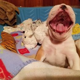 Bulldog Puppies from Toadhall Bulldogs