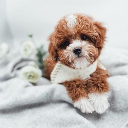 Cavapoo and Poodle Puppies from Freckle Paw Poodles