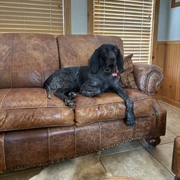 Bluetick Coonhound All Grown Up from RE Hounds