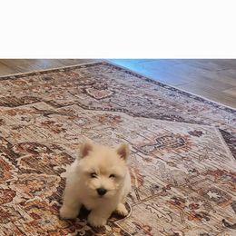 Furry - White male West Highland White Terrier puppy in Hoschton, Georgia from AKC  Westie World