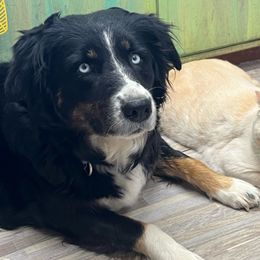 Dakota - Australian Shepherd