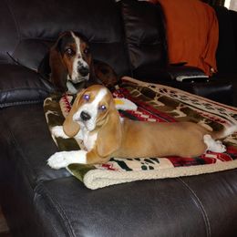 Basset Hound Puppies from Orange Mountain Basset Hounds