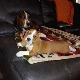 Basset Hound Puppies from Orange Mountain Basset Hounds