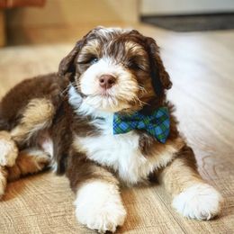 Aussiedoodles from Farmfreshpups