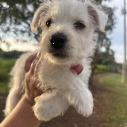 Red boy - White male West Highland White Terrier puppy in Cullman, Alabama from Twin Lake Westies