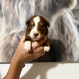 Huck - Red & white male Miniature Australian Shepherd puppy in Tucson, Arizona from Soqui Ortiz Cattle Ranch