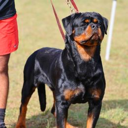 Inter - Rottweiler