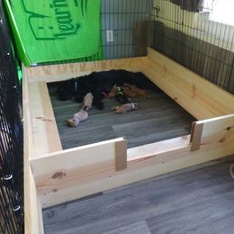 Labradoodle Puppies from Sakura Pups