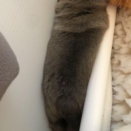 Pug Puppies from Pickwick Pugs