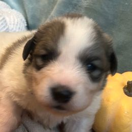 LOUIE Blue collar male - White and badger male Great Pyrenees puppy in Fair Grove, Missouri from Allen Wags & Woolies