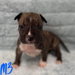 Boy 3 - Red brindle male American Pit Bull Terrier puppy in Nine Mile Falls, Washington from Bartin Kennels