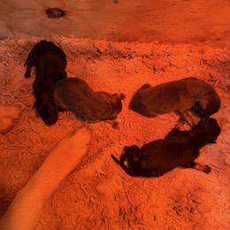 Boy number 2 - Blue male German Shepherd puppy in Newsoms, Virginia from A Tier Above Shepherds