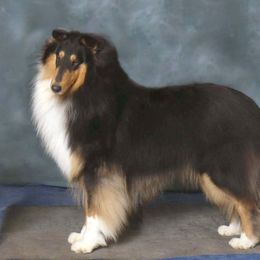 Collies and Shetland Sheepdogs from Chatham Collies