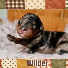 Wilder - Merle male Bernedoodle puppy in Bowling Green, Ohio from Windy Creek Doodles